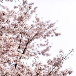 八芳園の写真2枚目