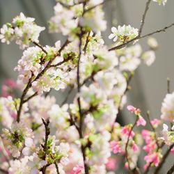 パレスホテル東京の写真22枚目