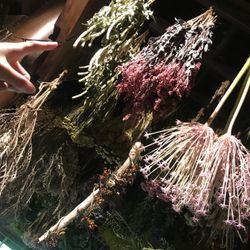 セント・オルコット ガーデンの写真8枚目