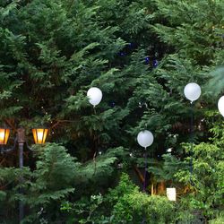 アールベルアンジェチャペル嵯峨野の写真12枚目