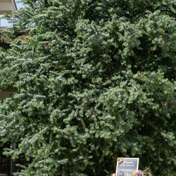 アールベルアンジェチャペル嵯峨野の写真19枚目