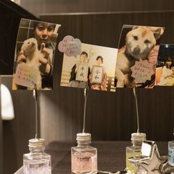 ルーキスの写真10枚目