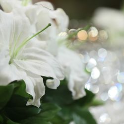 ザ ストリングス 表参道の写真35枚目