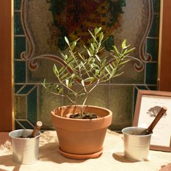 リストランテASOの写真9枚目