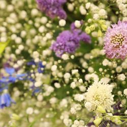 プルーナ マリエールの写真12枚目