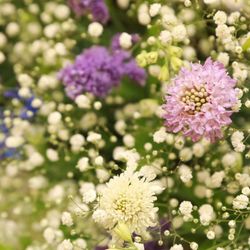 プルーナ マリエールの写真19枚目