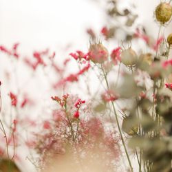 ザ ナンザンハウスの写真31枚目