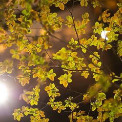 ジ・オリエンタルテラス ハイダウェイの写真8枚目