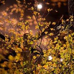 ジ・オリエンタルテラス ハイダウェイの写真21枚目