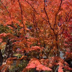 石の教会 内村鑑三記念堂の写真29枚目