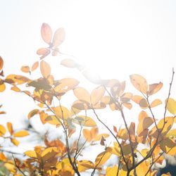 IWAI OMOTESANDOの写真9枚目