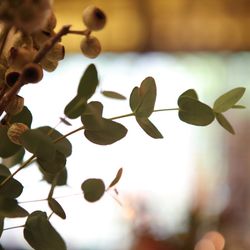 鯛萬の写真4枚目