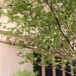 ウェスティンホテル東京の写真23枚目