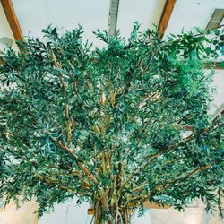 リストランテ ベニーレ ベニーレの写真20枚目