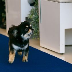 マンダリンポルトの写真35枚目