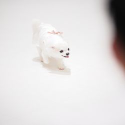 アーセンティア迎賓館 静岡の写真20枚目