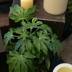 ザ・ガーデンオリエンタル大阪の写真13枚目