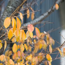 ラ・フェット ひらまつの写真5枚目
