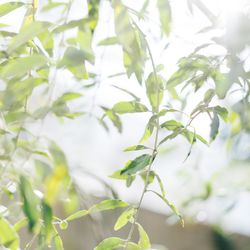 IWAI OMOTESANDOの写真23枚目