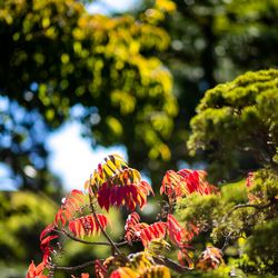 八芳園の写真9枚目