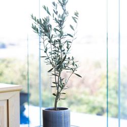 ジ・オリエンタルテラス ハイダウェイの写真16枚目