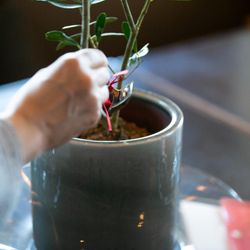 ジ・オリエンタルテラス ハイダウェイの写真13枚目