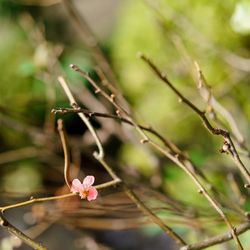 ザ・ガーデンオリエンタル大阪の写真14枚目
