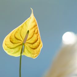 ザ・ガーデンオリエンタル大阪の写真35枚目