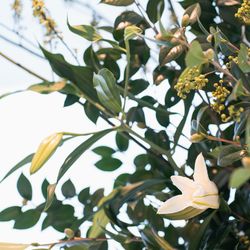 ルーキスの写真19枚目