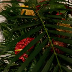 ラシック アンジュールの写真8枚目