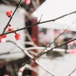 大國魂神社 結婚式場の写真16枚目