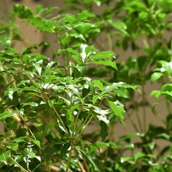 MIRAIE Weddingの写真17枚目