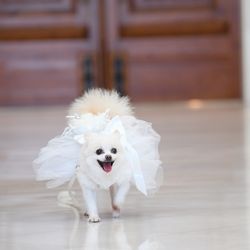 アートグレイス・ウエディングコースト 大阪の写真9枚目