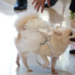 アートグレイス・ウエディングコースト 大阪の写真34枚目