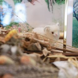 エスプリ・ド・ナチュールの写真22枚目