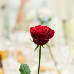 グラストニアの写真29枚目