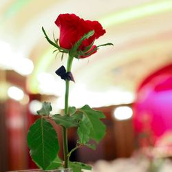 ホテルニューグランドの写真5枚目