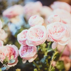 赤坂プリンス クラシックハウスの写真12枚目