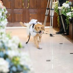 オランジュベールの写真10枚目