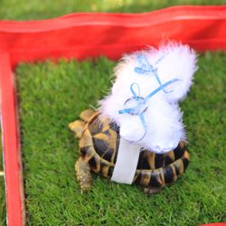 ザ・ルイガンズ スパ&リゾートの写真34枚目