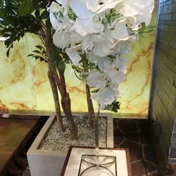 ルーキスの写真6枚目