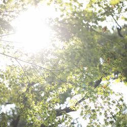 ザ・ガーデンオリエンタル大阪の写真18枚目