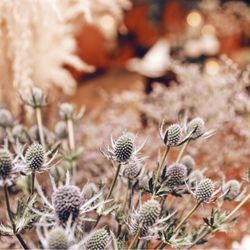 クレアージュ リゾートの写真1枚目