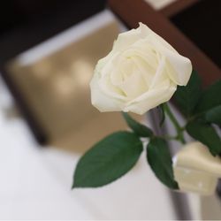 Saki さんの披露宴・挙式カバー写真