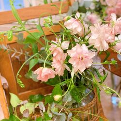 クルヴェット名古屋の写真14枚目