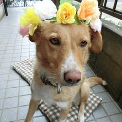 アニヴェルセル 東京ベイの写真29枚目