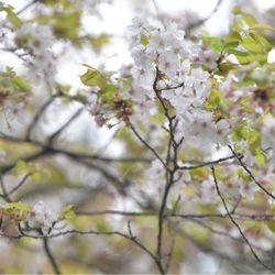 スカーサの写真8枚目