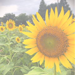 hanaさんのアイコン画像