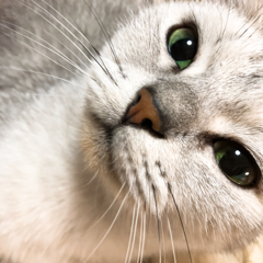 きいさんのアイコン画像