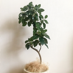 yucaさんのアイコン画像